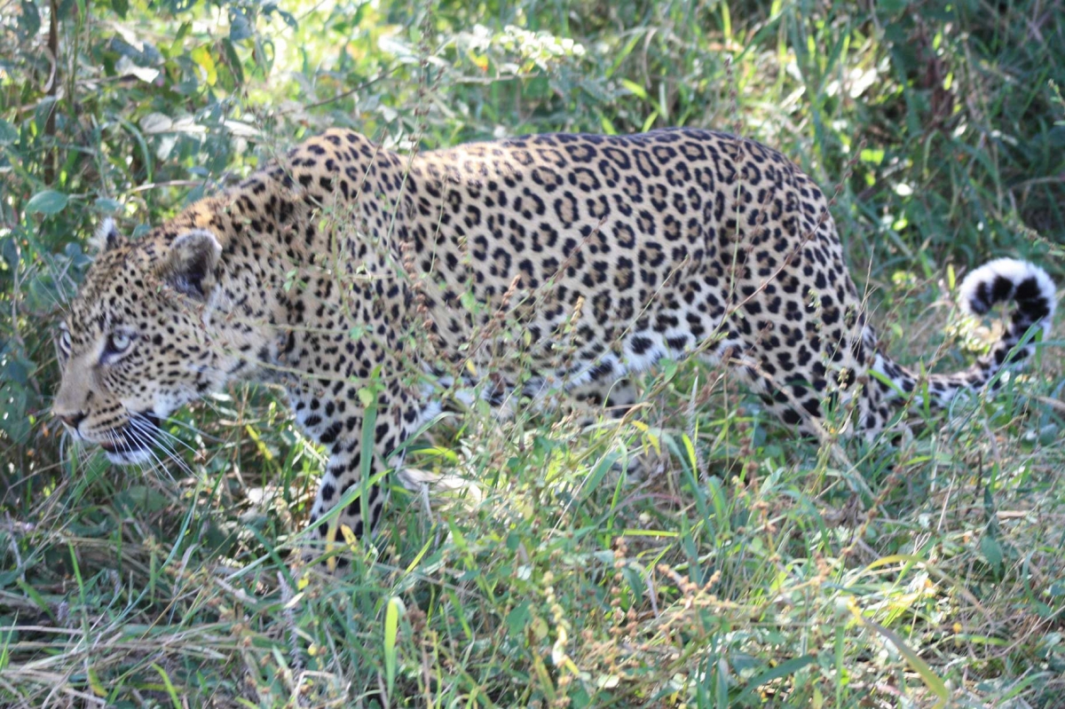 South Africa Leopards 489 